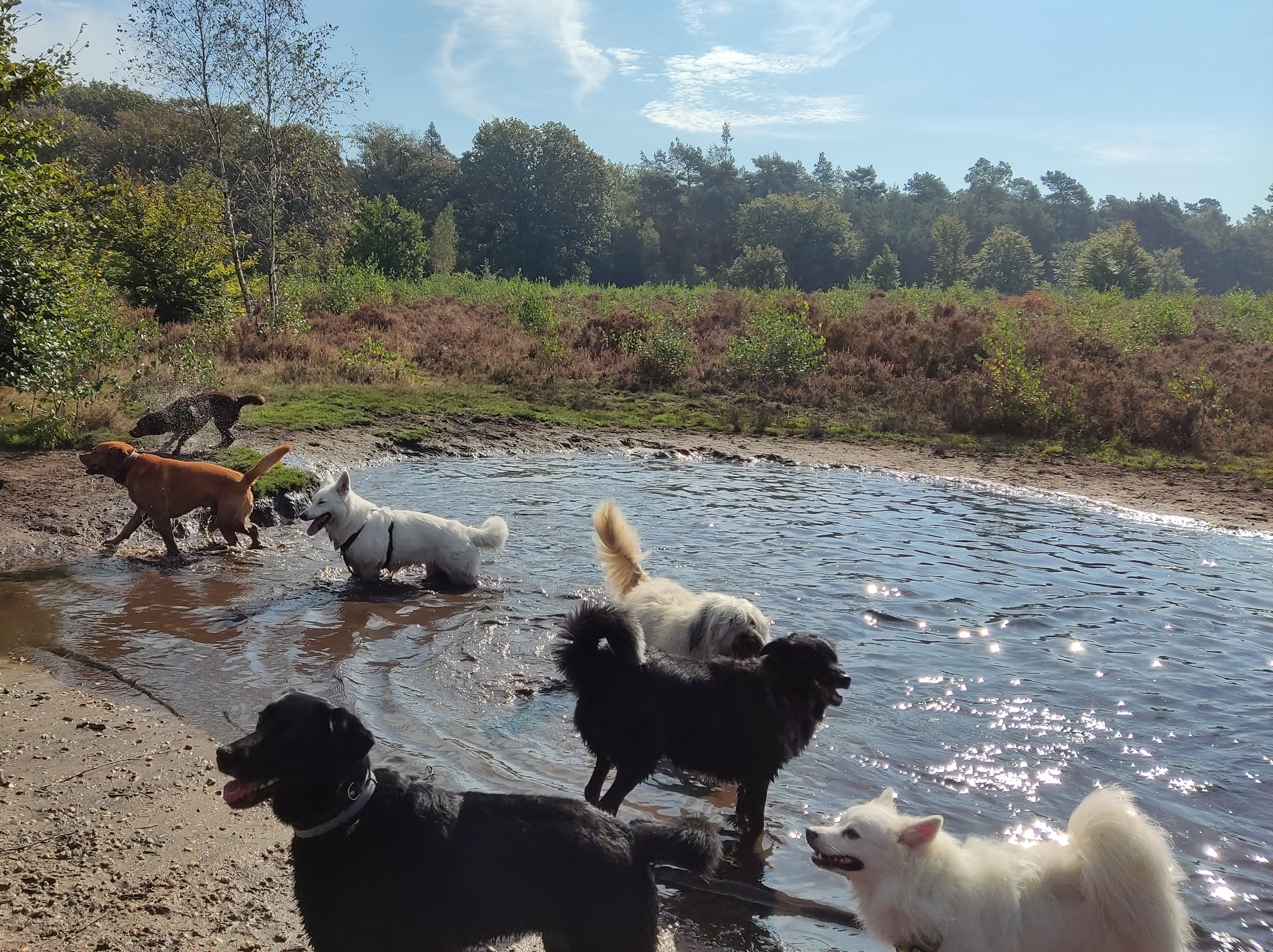 Zwitserse Witte Herdershond die modderbad neemt samen met andere rashonden.