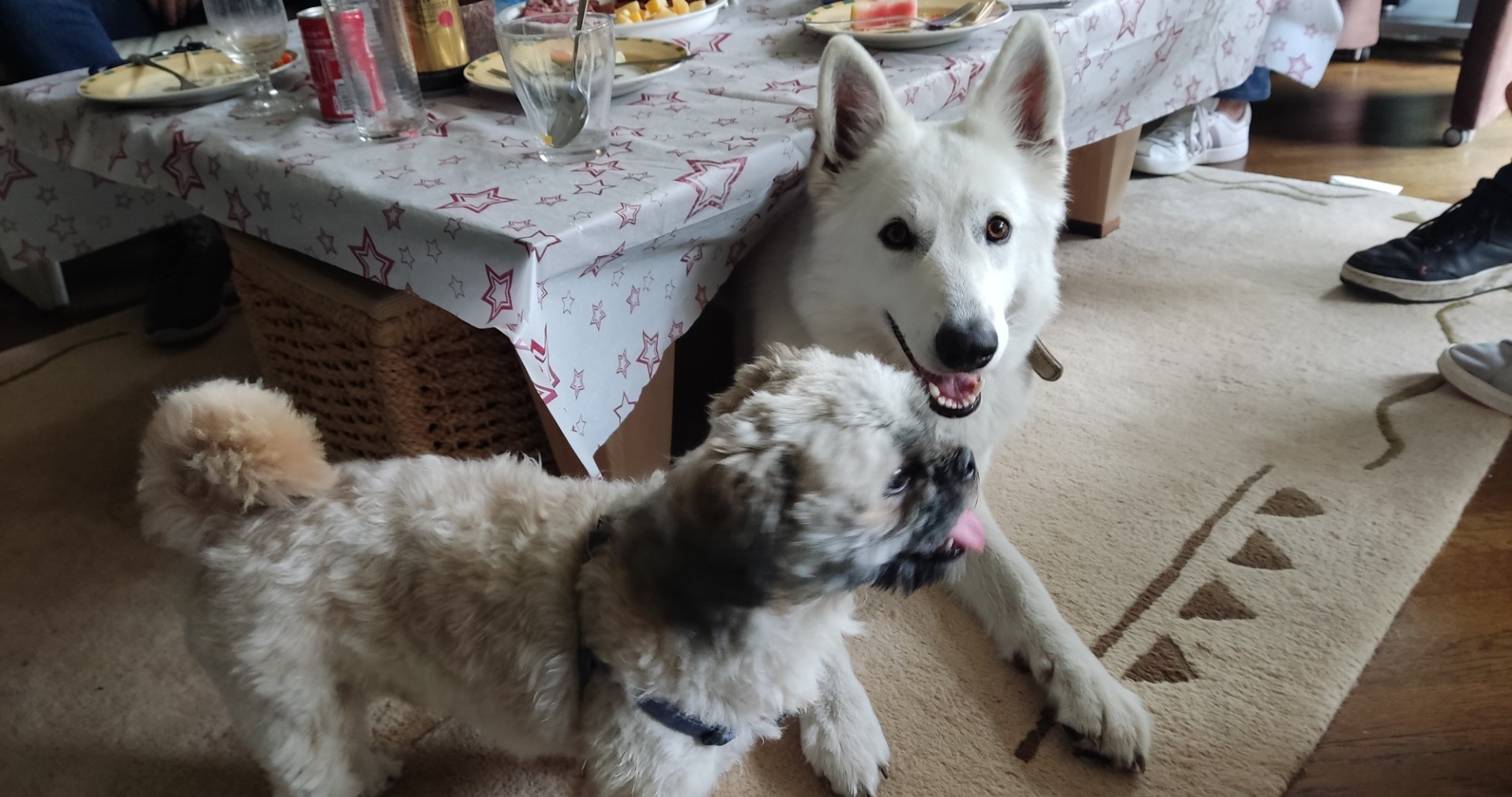 Zwitserse Witte Herdershond onder een salontafel vrolijk de camera in kijkend met een boomer (hond).