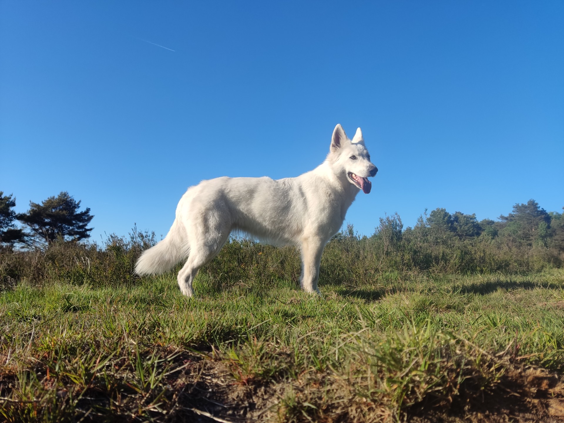 Zwitserse Witte Herdershond vanaf de zijkant gezien, staand in het gras met struiken en een heldere lucht op de achtergrond.