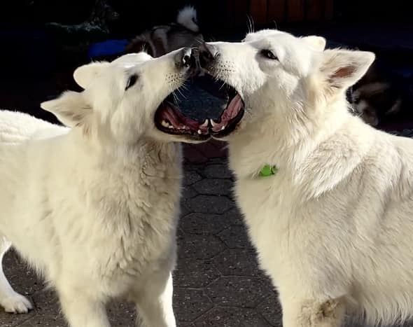 Zwitserse witte herder met zijn moeder met beide bekken tegen elkaar aan.