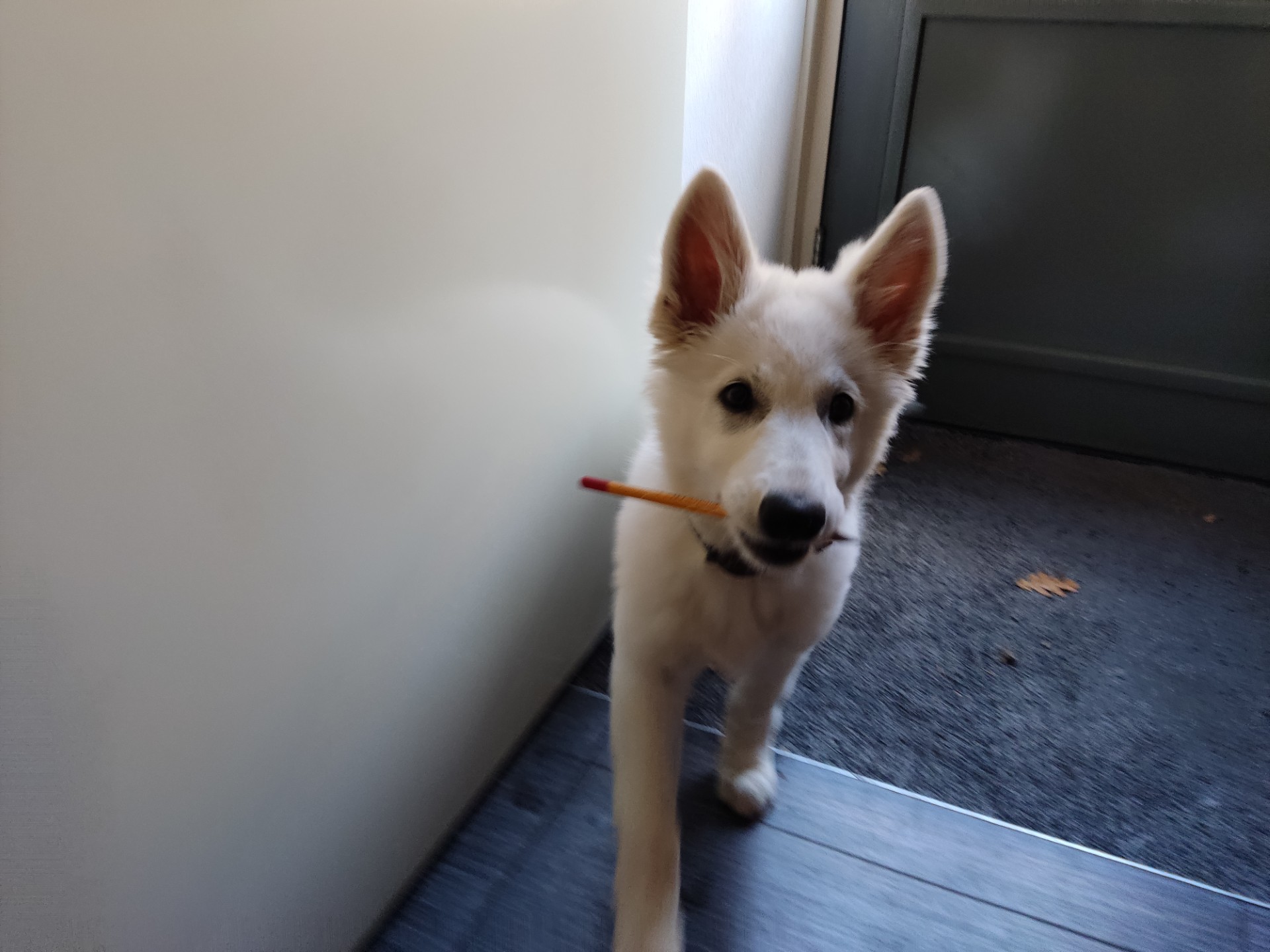 Zwitserse Witte Herdershond puppy met potlood in de bek.