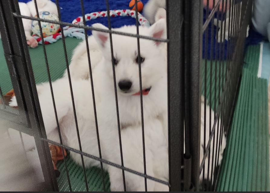Zwitserse Witte Herdershond puppies, waarbij 1 puppy op een andere puppy ligt.
