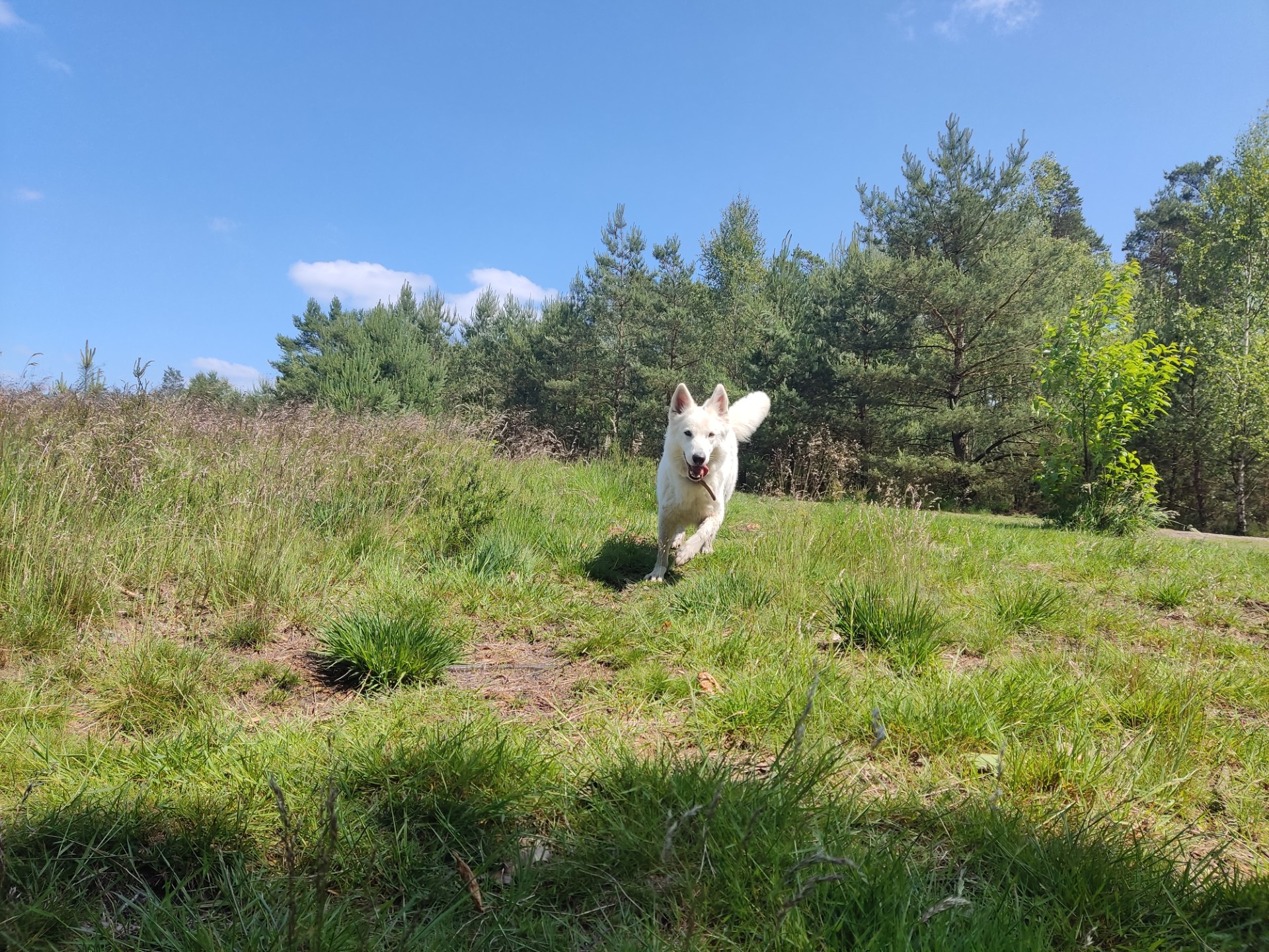 Zwitserse Witte Herdershond met gras op de voorgrond en bomen met een heldere lucht op de achtergrond.
