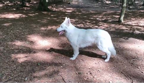 Foto van Zwitserse Witte Herder in het bos, die dient als link naar een video waarbij de camera om de hond heen draait