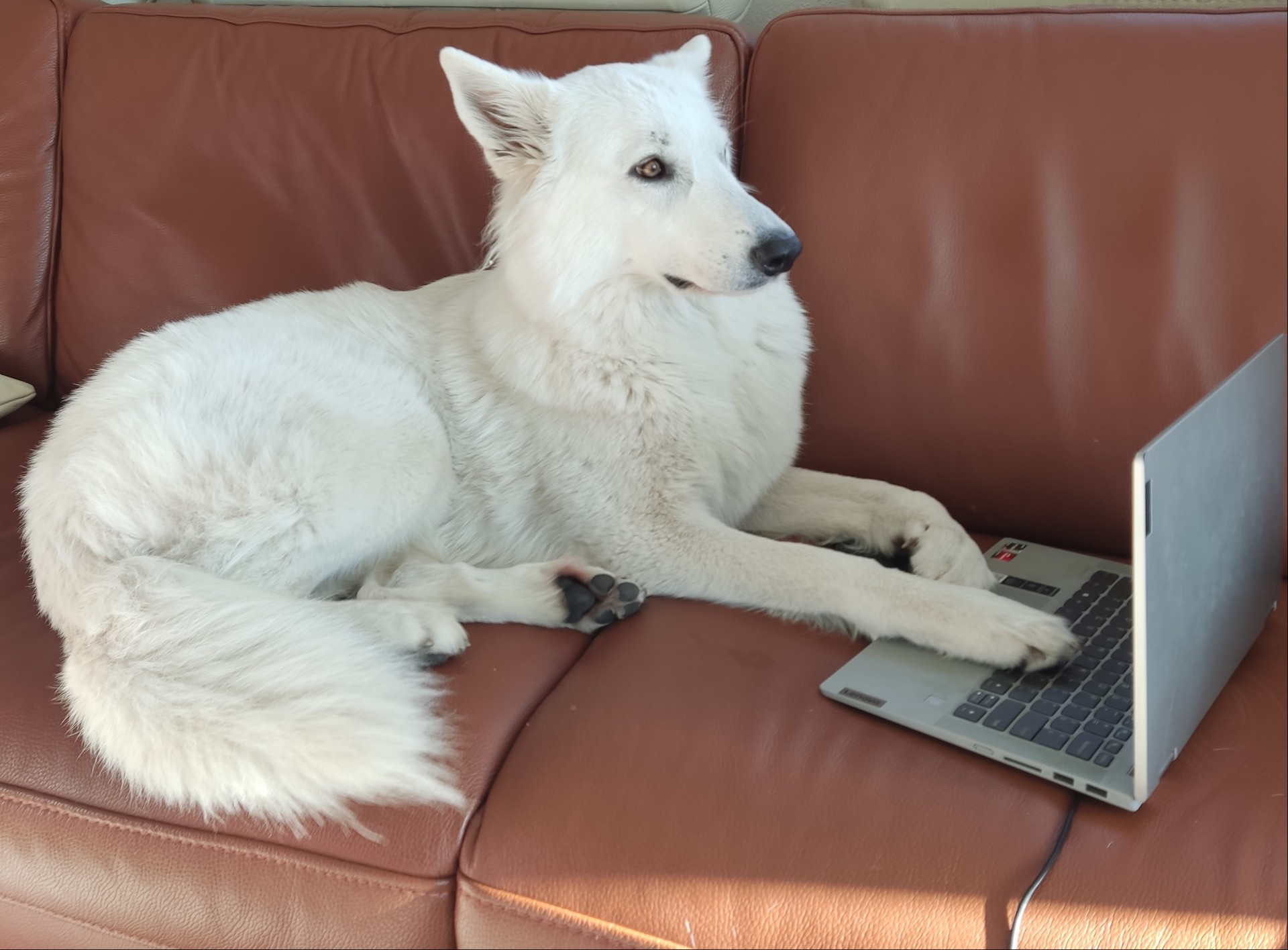 Zwitserse Witte Herdershond liggend op bank met poten op laptop.